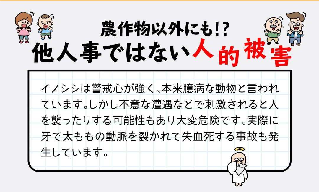 猪の被害は農作物だけでなく人的被害も発生しています！